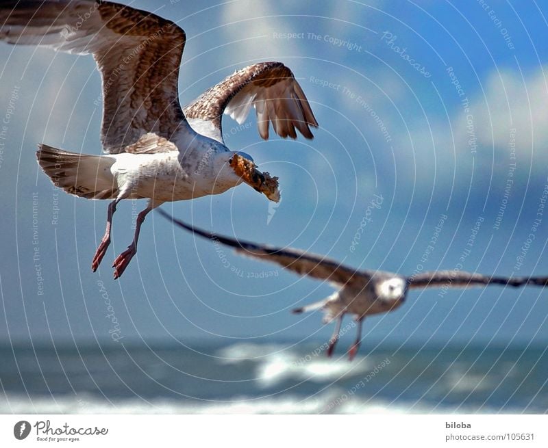 schnap und weg Möwe Vogel Meeresvogel gleiten Flügel Diebstahl schnappen entwenden Schnabel See schlechtes Wetter Wolken Tier Gier gehen Möve Möven Seevogel