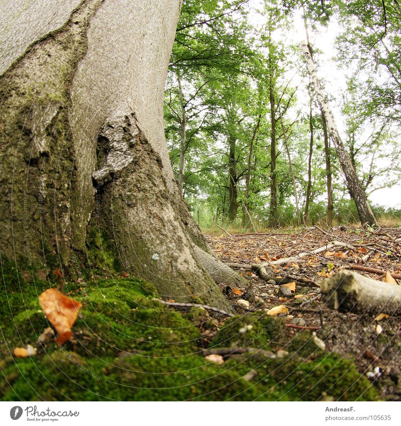 Buche und Moos Baum Baumstamm Baumrinde Buchenwald Wald Waldboden Blatt Laubbaum Umwelt Igel Froschperspektive feucht nass dreckig Holz Forstwirtschaft Herbst