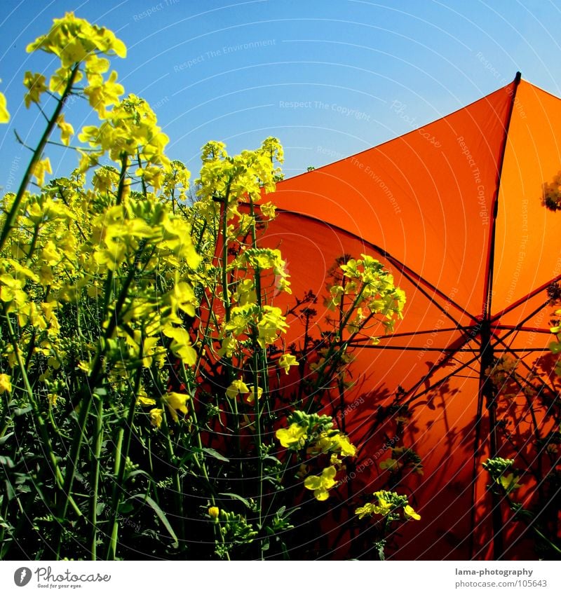 Quadratisiert genießen Sonnenbad ruhig träumen liegen Sommer Raps Rapsfeld Feld Wiese Ackerbau Landwirtschaft Frühling springen Ähren gelb Blume Erholung