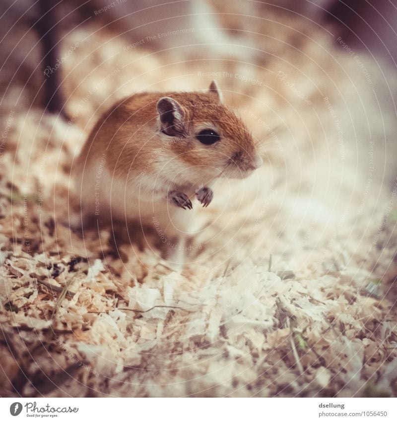 Müüsje III Tier Haustier Maus 1 beobachten Lächeln Blick frech Freundlichkeit Fröhlichkeit klein listig lustig niedlich verrückt einzigartig Neugier Farbfoto