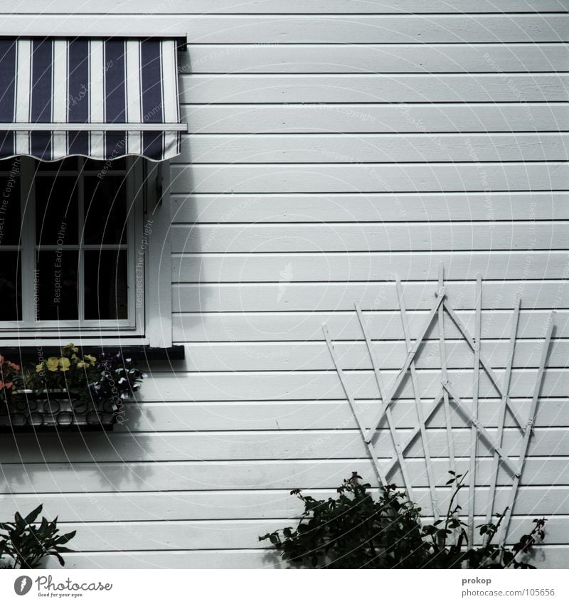 Kontoauszug Sauberkeit aufräumen steril rein penibel gepflegt Haus Einfamilienhaus Fenster reich Reichtum Kissen-Primel Blumenbeet Blumenkasten Streifen kariert