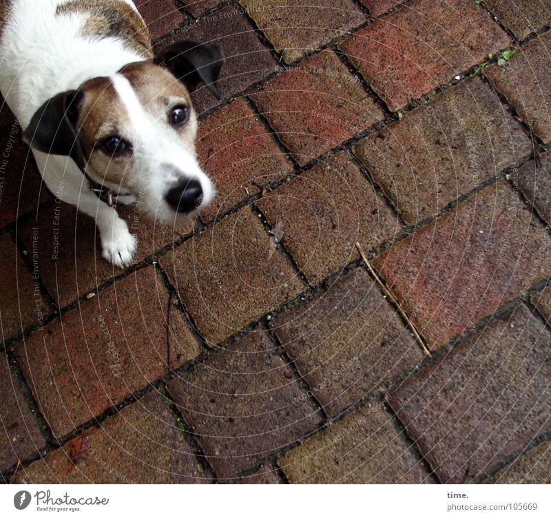 Drehn wir ne Runde? Blick Dienstleistungsgewerbe Hund Stein braun weiß Vertrauen Sehnsucht Mischling Schnauze Hundeschnauze Silberblick auslaufen Säugetier