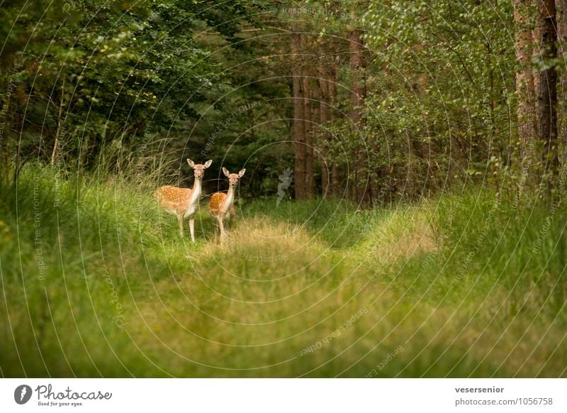 guck mal, so ne canon wuensch ich mir auch! Natur Sommer Wald Wildtier Damwild 2 Tier beobachten entdecken Neugier grün achtsam Wachsamkeit Überraschung