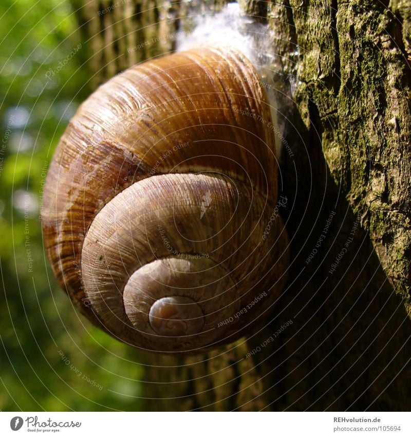 schnecke traf klebofant Baum Wald Schneckenhaus Rückzug zurückziehen kleben festhalten grün Wildnis Tier Pflanze Baumrinde Baumstamm Kraft festkleben bappen