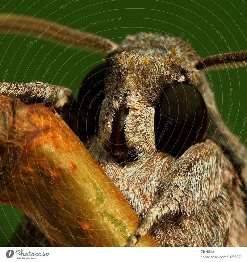 Schau mir in die Augen .... : Windenschwärmer_02 Schmetterling Fell Insekt Tier Sommer grau braun gelb Fühler wandern Motte Tarnfarbe Nordwalde Makroaufnahme