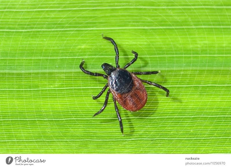 Zecke; Holzbock; Ixodes; ricinus; Natur Spinne bedrohlich Ekel gruselig braun grün Angst Zeckenstich blutsaugender Parasit Blutsauger Schildzecke Holzboecke