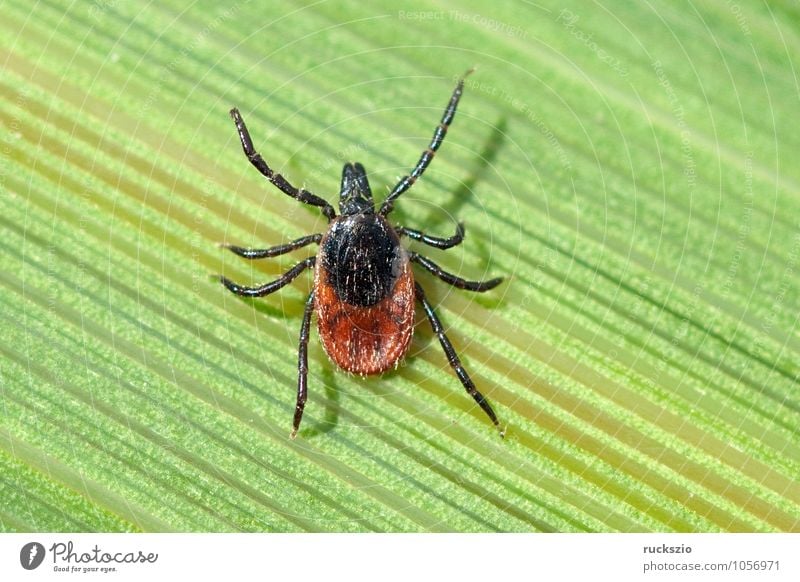 Zecke; Holzbock; Ixodes; ricinus; Natur Gras Spinne frei schwarz weiß blutsaugender Parasit Blutsauger Schildzecke Holzboecke neutral freilassen