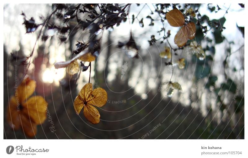 lichtspiele Sonne Winter Erde Herbst Blüte Wald alt kalt gelb Vergänglichkeit verfallen Lichtspiel durchsichtig zart Blatt schimmern Dämmerung welk