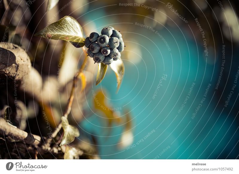 Sonnenanbeterinnen elegant Stil Umwelt Natur Himmel Frühling Baum Blüte Wildpflanze Beeren Blätter Zweige u. Äste Unschärfe Reflexion & Spiegelung atmen Blühend