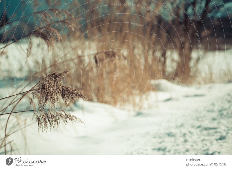 Wintergräser II Natur Landschaft Schönes Wetter Schnee Baum Gras Sträucher Wildpflanze Zweige u. Äste Schilfgräser Teich atmen Erholung frieren verblüht