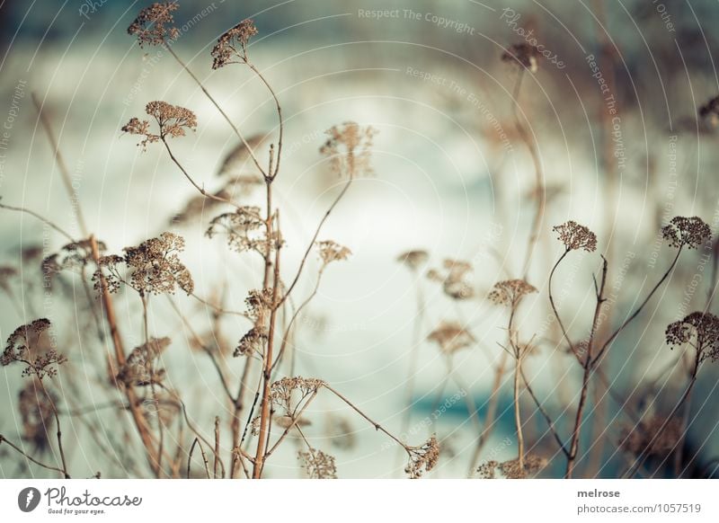 Wintergräser Natur Landschaft Schönes Wetter Pflanze Gras Sträucher Wildpflanze Gräserblüte Stengel Teich entdecken Erholung genießen verblüht dehydrieren kalt