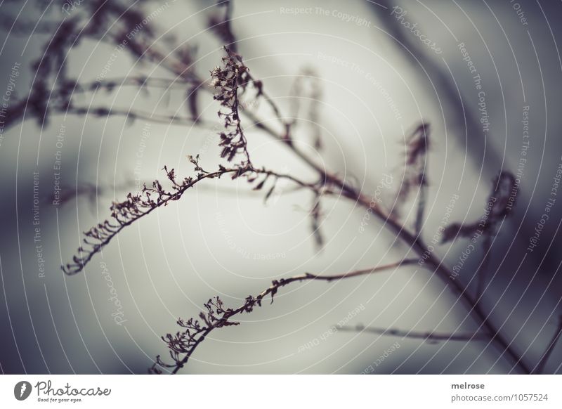 grau in grau Trauerfeier Beerdigung Natur Winter Wetter Pflanze Baum Sträucher Zweige u. Äste Blatt Feld Wald Traurigkeit weinen kalt nackt braun schwarz weiß