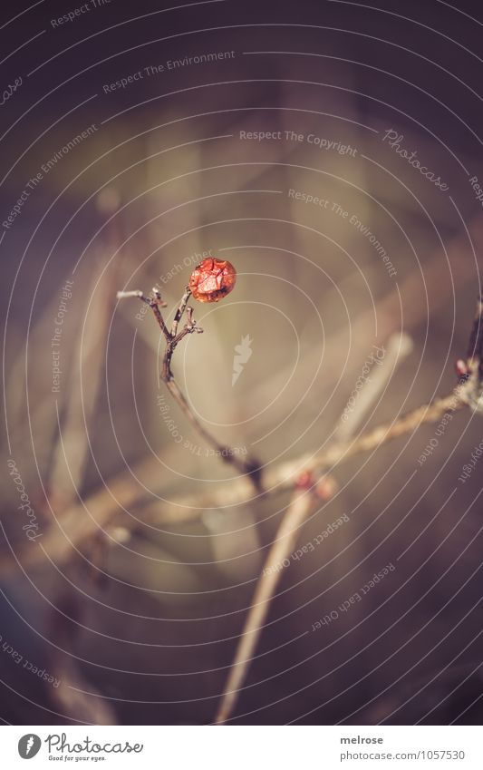 Hurra 200 !!! Natur Landschaft Pflanze Winter Klima Wetter Schönes Wetter Dürre Sträucher Blüte Wildpflanze Beeren Beerensträucher Zweige u. Äste Feld Wald