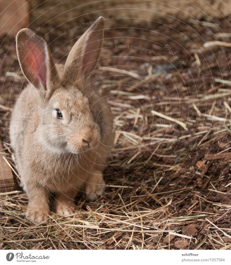 Ostertarnung Tier Hase & Kaninchen Stall Ein Tier Nutztier braun beige Stroh Osterhase Ohr Nagetiere Kleintierzucht Menschenleer