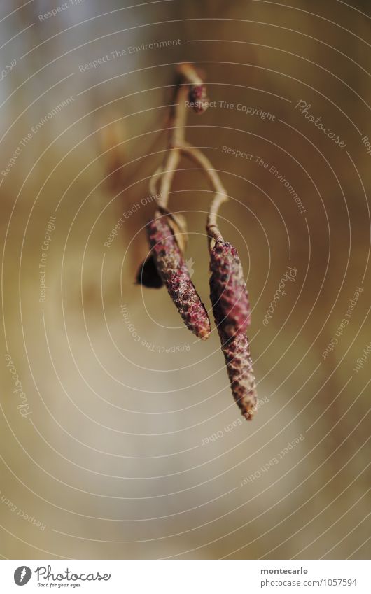 haseln Umwelt Natur Pflanze Frühling Sträucher Blüte Grünpflanze Wildpflanze Haselnuss dünn authentisch einfach frisch klein nah natürlich trocken wild braun