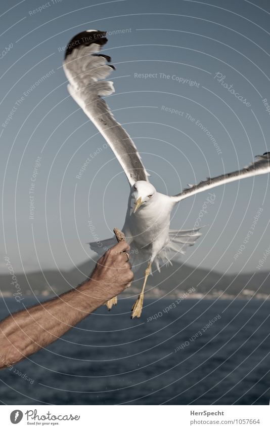 Gib schon her Ferien & Urlaub & Reisen Ausflug Sommer Mann Erwachsene Arme Hand 1 Mensch 30-45 Jahre Vogel Flügel Tier ästhetisch Geschwindigkeit Möwe füttern