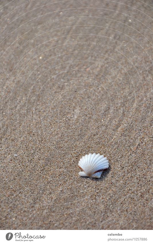 Muschel Strand Umwelt Wasser Muschelschale Sand maritim weiß Gefühle Stimmung friedlich ruhig Urlaubsgrüße Farbfoto Außenaufnahme Menschenleer Textfreiraum oben