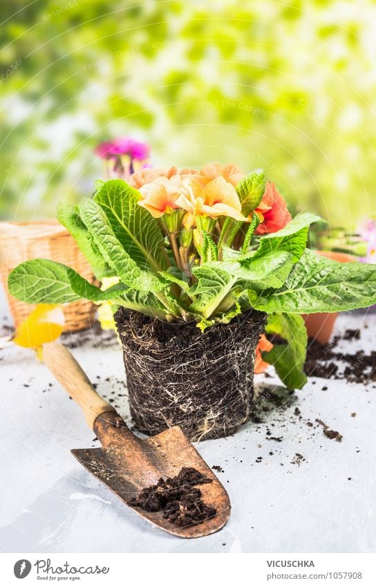 Primeln mit Schaufel auf Gartentisch Stil Design Dekoration & Verzierung Natur Pflanze Frühling Sommer Blume Park Kissen-Primel Primelgewächse Gartenarbeit