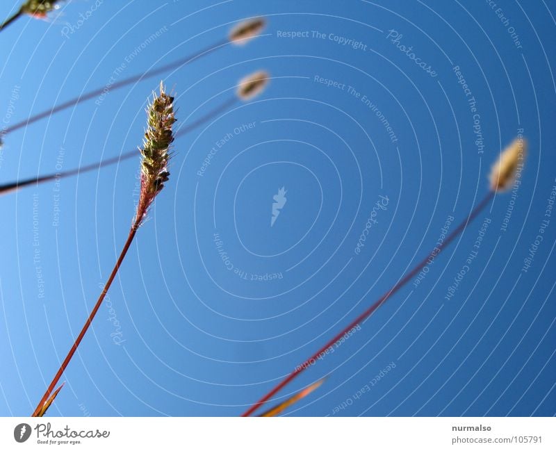 VUNO I Gras Meer Sauberkeit Stengel Angelrute kreuzen blau Himmel tief Wirwarr