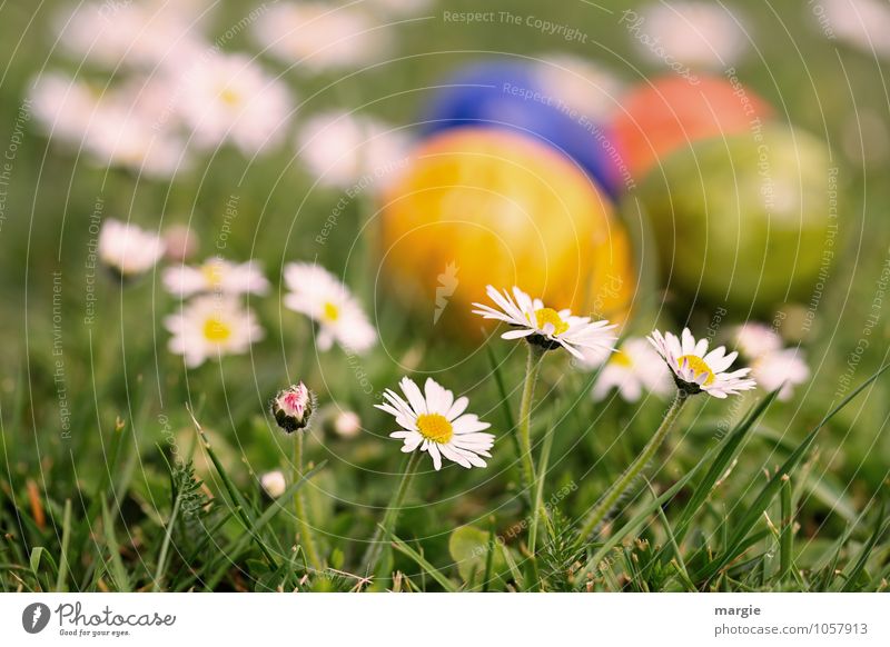 Ostereier im Blumenbeet mit Gänseblümchen Lebensmittel Ei Ostern Ernährung Frühstück Pflanze Gras Blatt Blüte Wiese Blühend Wachstum grün verstecken Versteck