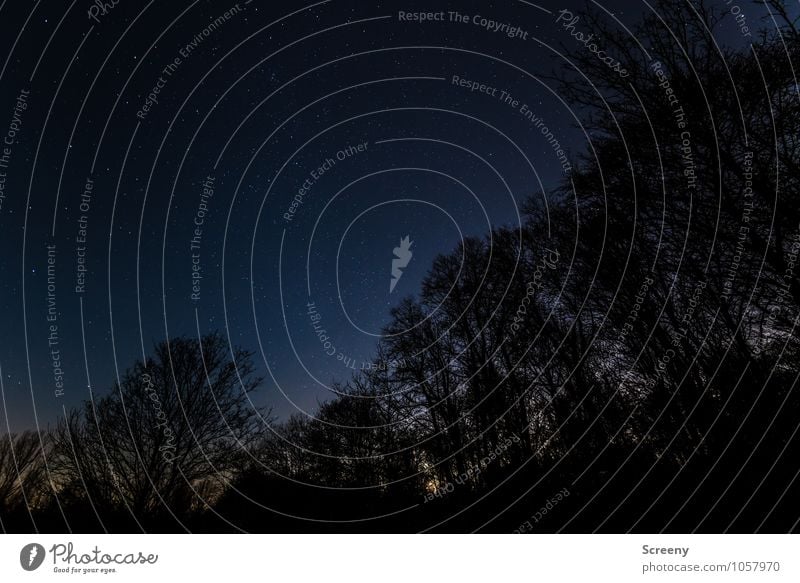 Ruhe und Unendlichkeit Umwelt Natur Landschaft Pflanze Himmel Wolkenloser Himmel Nachthimmel Stern Wald glänzend gigantisch Gelassenheit geduldig ruhig Idylle