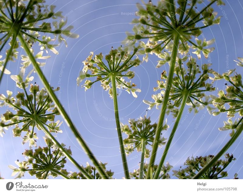 Nachzügler... Blume Blüte Pflanze Wiese Wegrand Blühend emporragend Stengel grün weiß Wachstum gedeihen Wolken Doldenblüte Wilde Möhre Sommer Sommertag