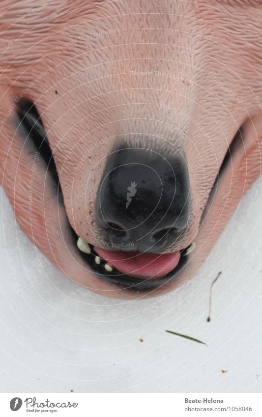 Einfach mal die Schnauze halten Winter Schnee Tier Tiergesicht Hund Wolf Zunge 1 atmen festhalten genießen träumen warten dreckig wild rosa Appetit & Hunger