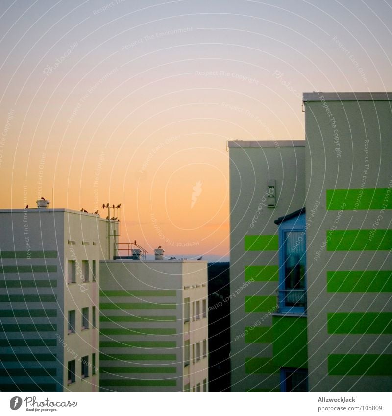 Plattenromantik Plattenbau Hochhaus Beton Wohnsiedlung Wohnhochhaus Sonnenuntergang Vogel Krähe Rabenvögel Dohle Romantik Fernweh Potsdam Sanieren schick