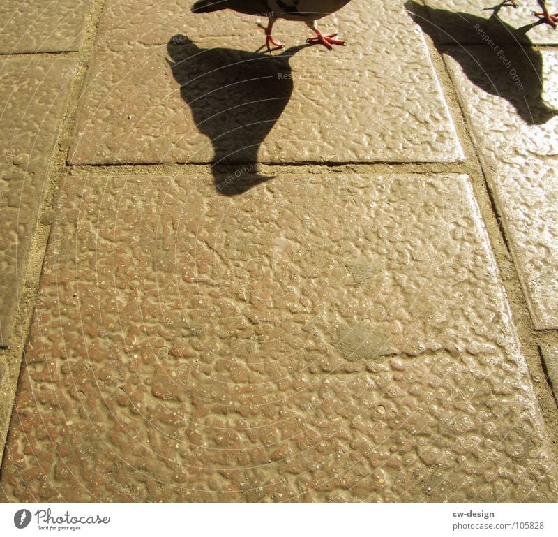 ratten der lüfte Vogel Taube Silhouette Schatten Textfreiraum unten Textfreiraum Mitte Anschnitt Bildausschnitt Detailaufnahme Krallen Bodenplatten Steinplatten