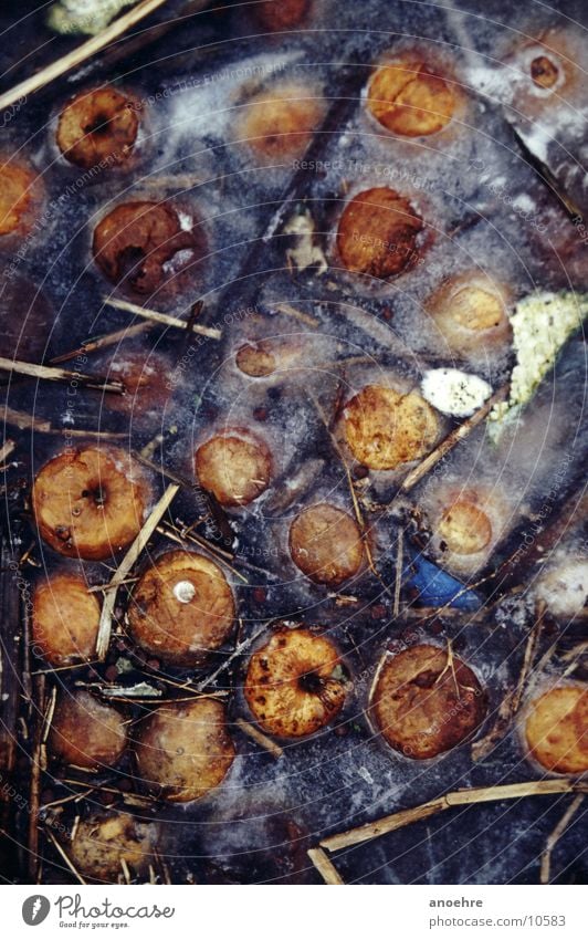 Gefrorene Äpfel gefroren Wassergraben Herbst Äfel Eis Fallobst verdorben Apfel