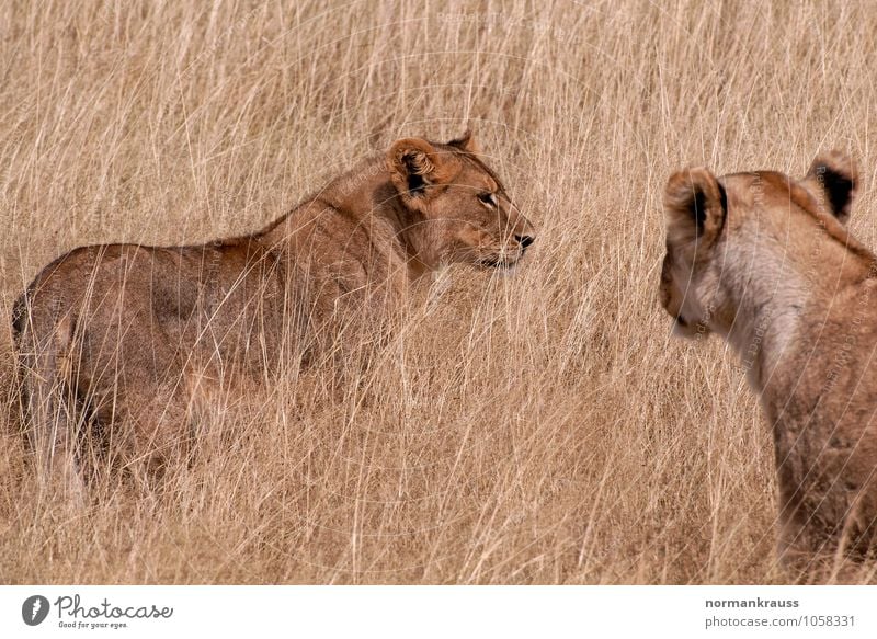 Löwen Tier Wildtier "Löwe Säugetier Steppe," Afrika 2 beobachten Blick braun Mut Kraft Namibia Landraubtier Nationalpark Raubkatze Farbfoto Außenaufnahme