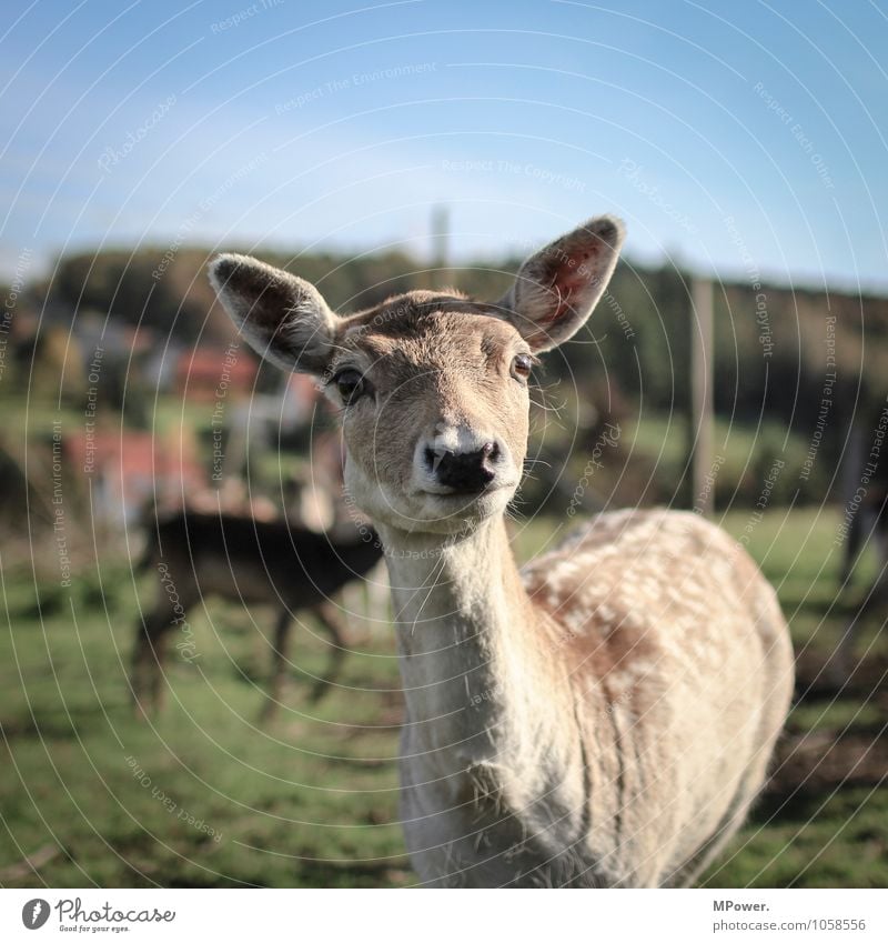 rotwild Umwelt Natur Landschaft Schönes Wetter Feld Tier Wildtier Tiergruppe Herde hell Reh Rothirsch Fell Gehege Jäger Tierzucht Farbfoto Außenaufnahme