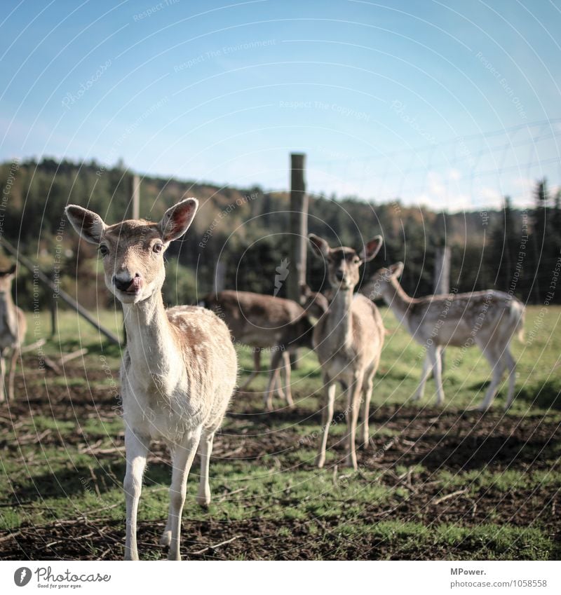 rotwild Umwelt Natur Landschaft Schönes Wetter Feld Tier Wildtier Tiergruppe Herde hell Reh Rothirsch Fell Gehege Jäger Tierzucht Farbfoto Außenaufnahme