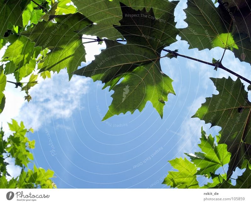 Durchblick Sekt Eltville Rhein Alkoholisiert aufwachen schlafen prickeln Baum Blatt Wolken weiß grün Einblick Blätterdach Rheingau Verkehrswege Freude sektfest