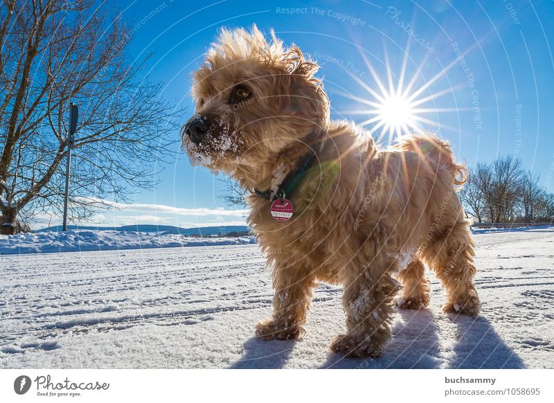 Kleiner Star Sonne Tier Baum Haustier Hund 1 stehen blau braun weiß Havaneser Mischling Rassehund Sonnenschein Säugetier Farbfoto Außenaufnahme Tag Sonnenlicht