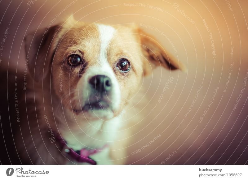 neugieriger Blick Tier Wärme Haustier Hund Fell 1 klein braun weiß Augen Halsband Jng Kopf Mischling Portrait Säugetier Farbfoto Gedeckte Farben Innenaufnahme