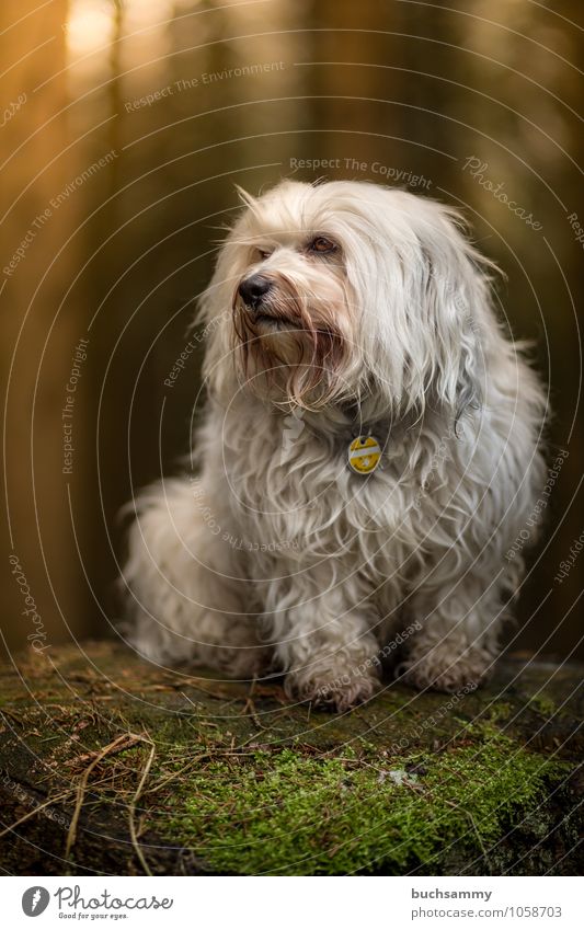 Hochsitz Tier Moos Wald Fell langhaarig Haustier Hund 1 klein weiß Stolz Bichon Haushund Havaneser Podest Portrait Rassehund Säugetier Farbfoto Außenaufnahme