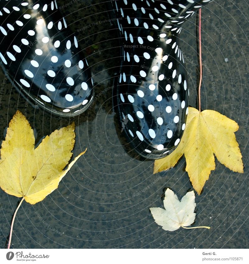 Ja ist denn heut schon Herbst? Blatt Herbstlaub fallen gelb Pfütze nass Stiefel Gummistiefel gepunktet weiß schwarz glänzend Fröhlichkeit mehrfarbig Asphalt