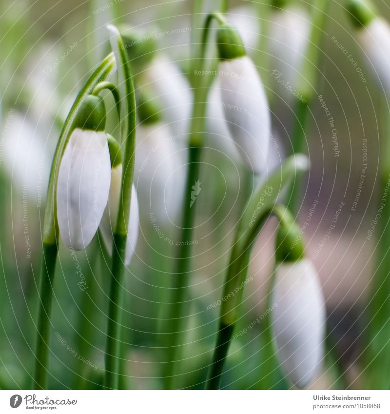 Frühlingsgarde 2 Umwelt Natur Pflanze Blume Blatt Blüte Schneeglöckchen Galanthus Garten Park Wiese Blühend hängen leuchten schaukeln stehen Wachstum ästhetisch