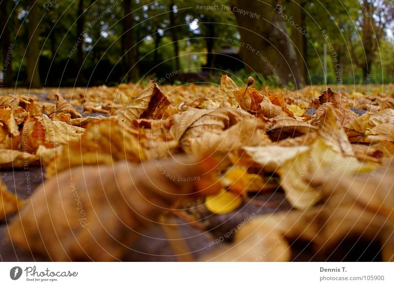 Es wird Herbst... Freude Spielen Sommer Winter Natur Pflanze Tier Erde Baum Gras Blatt Park Wiese Wald Traurigkeit dreckig unten braun gelb grün rot Stimmung