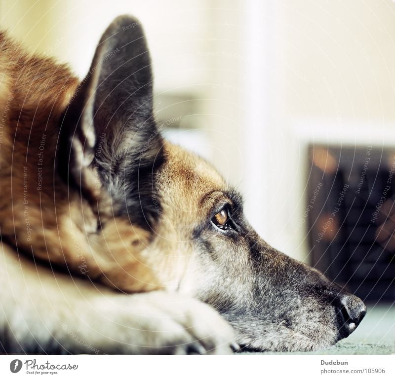 the dog ruhig Haustier Hund 1 Tier Blick warten loyal Tierliebe Wachsamkeit Freundlichkeit analog Säugetier Deutscher Schäferhund Farbfoto Innenaufnahme