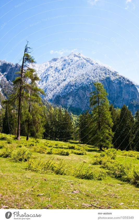 Kalter Frühling Ferien & Urlaub & Reisen Tourismus Ausflug Abenteuer Natur Landschaft Pflanze Schönes Wetter Schnee Baum Gras Sträucher Wildpflanze