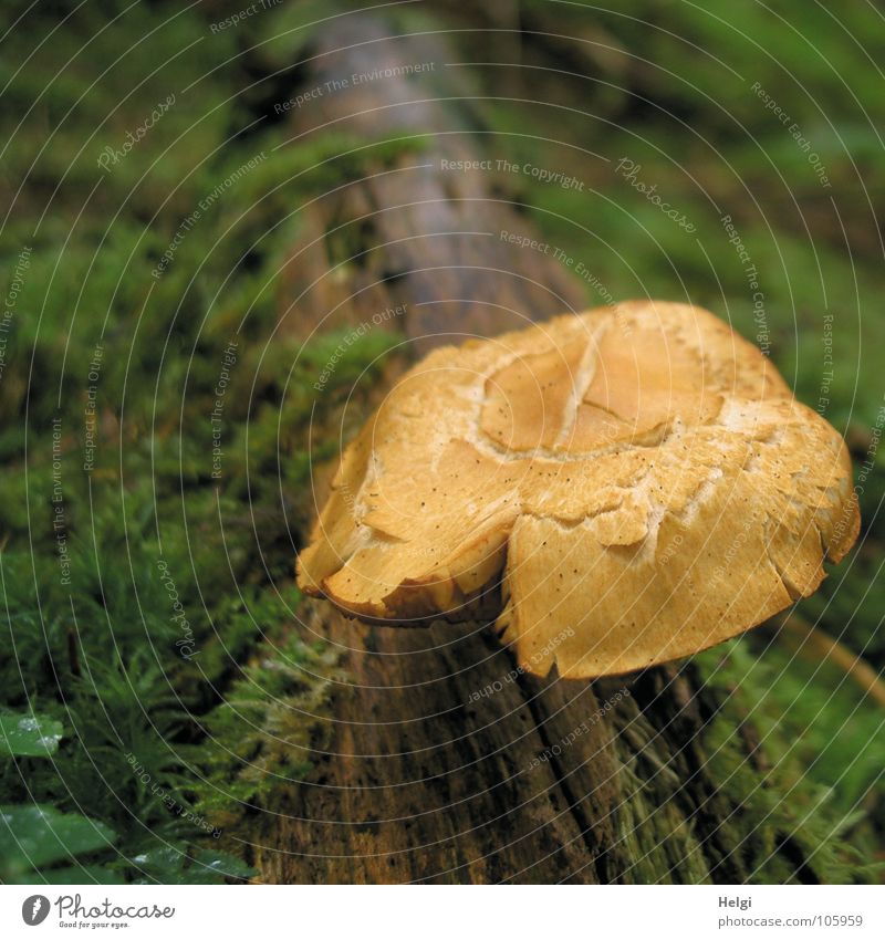 Pilze sammeln... Wald Unterholz Baumstamm Baumpilz Waldboden Fichte Fichtenwald Wachstum hellbraun unentschlossen essbar Gift grün morsch frisch feucht Herbst