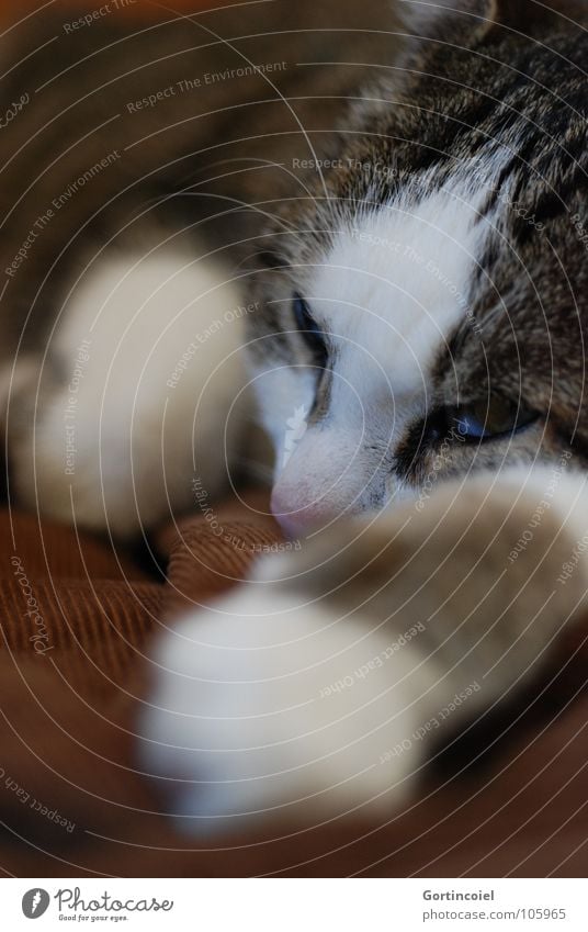 Cordpfote III Haustier Katze Tiergesicht Fell Pfote 1 Erholung liegen niedlich weich braun ruhig Katzenpfote sanft Farbfoto Innenaufnahme Detailaufnahme