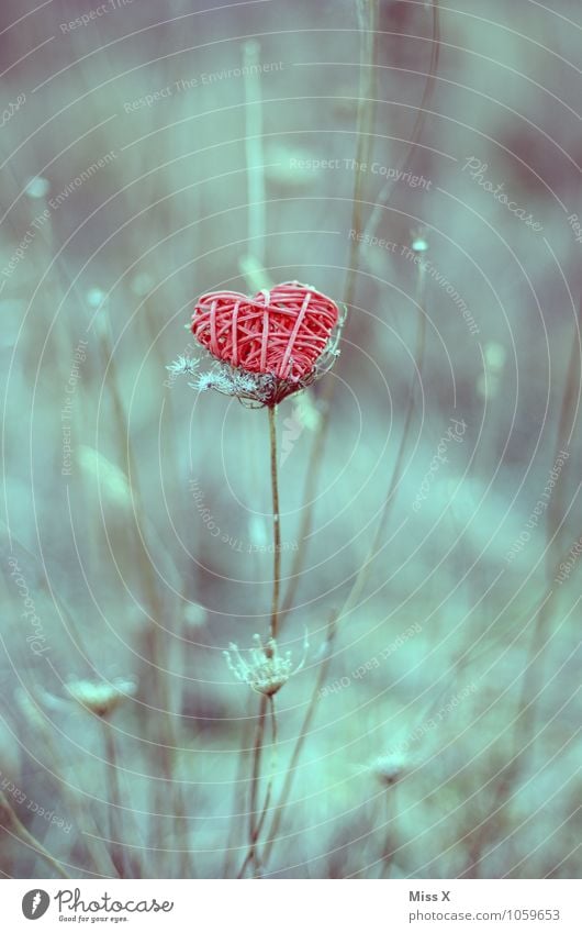 Herz Valentinstag Natur Pflanze Gras Sträucher Dekoration & Verzierung rot Gefühle Stimmung Liebe Verliebtheit Romantik Ast Zweig Zweige u. Äste Liebeserklärung