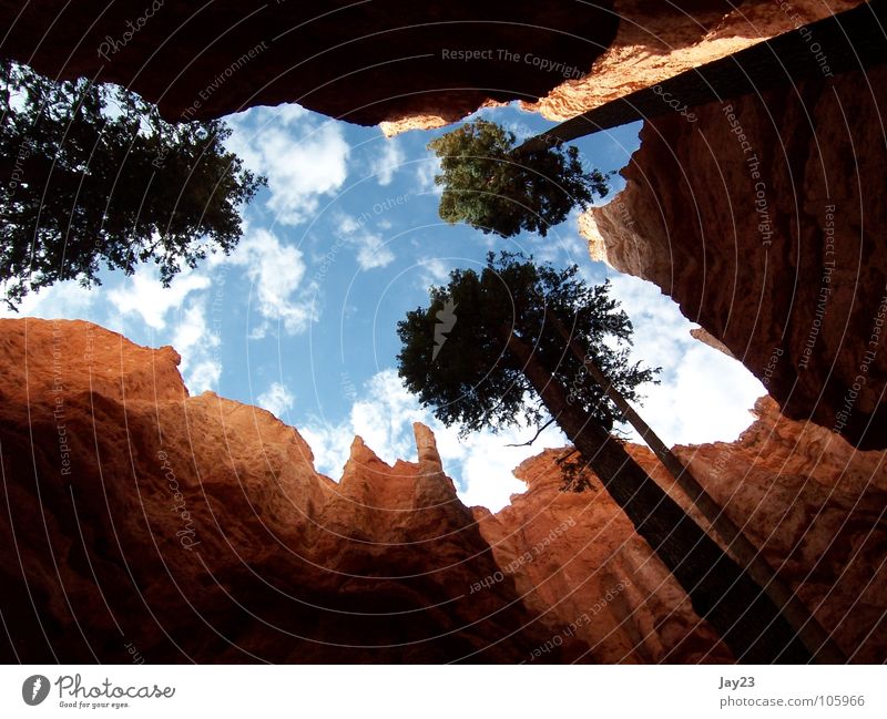 Skyview - dem Lichte empor Amerika Ferien & Urlaub & Reisen Nationalpark Utah Baum Wald rot Stein Rundreise Aussicht Sonnenstrahlen entdecken Ereignisse USA