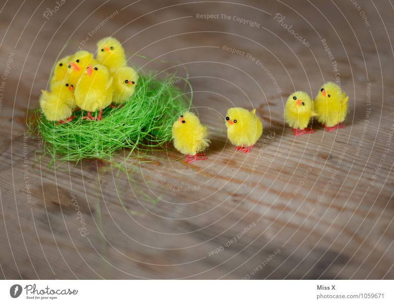 Ab ins Nest Ostern Vogel Tiergruppe Tierjunges klein niedlich Gefühle Stimmung Sicherheit Schutz Geborgenheit Freundschaft Zusammensein Team Teamwork