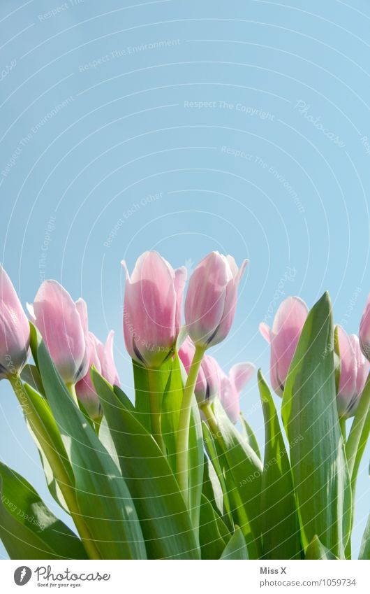 Tulpe Himmel Wolkenloser Himmel Frühling Schönes Wetter Blume Blüte Garten Blühend Wachstum rosa Stimmung Frühlingsgefühle Tulpenblüte Tulpenfeld Frühlingsblume