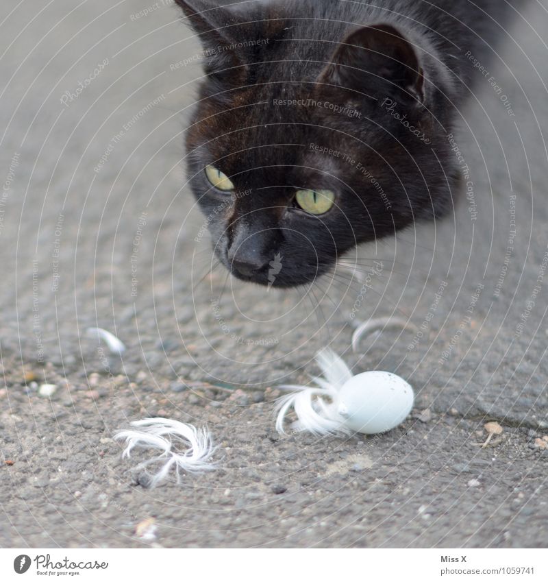 Spurensuche Haustier Katze Vogel Tierjunges Fressen Gefühle Stimmung Interesse Appetit & Hunger Todesangst gefährlich gefräßig Vogeleier Feder Katzenkopf