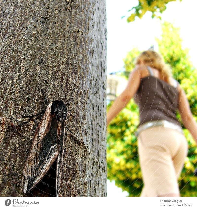 Day and/at Night, oder der heimliche Beobachter Nacht dunkel Schmetterling Baum geheimnisvoll Verschiedenheit Publikum Sommer Makroaufnahme Nahaufnahme Kontrast